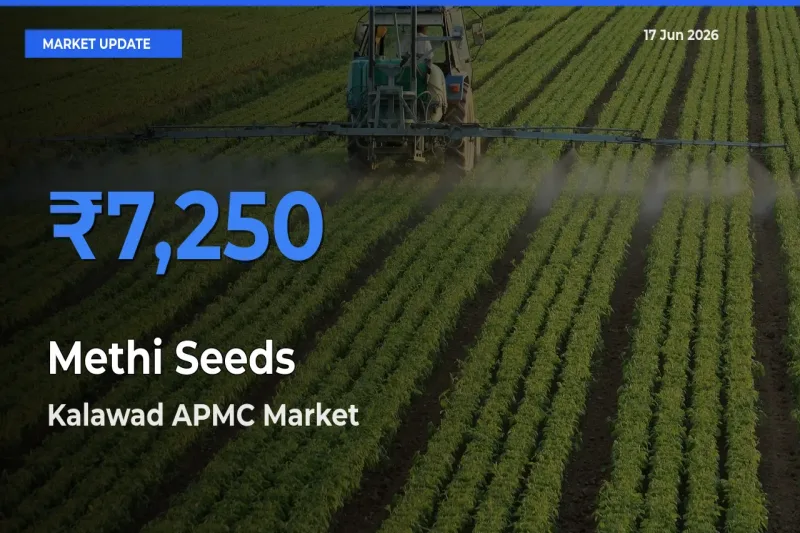 Kalawad APMC Tops Methi Seeds Mandi Rates Today