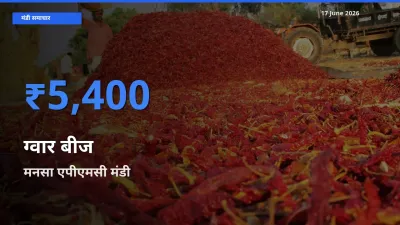17 June अपडेट: ग्वार बीज के सबसे ऊँचे दाम मनसा एपीएमसी मंडी में