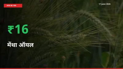 अचानक तेजी! मंडी में मेंथा ऑयल के दाम 15.63% चढ़े
