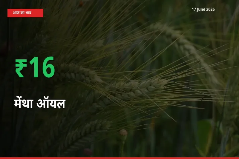 अचानक तेजी! मंडी में मेंथा ऑयल के दाम 15.63% चढ़े