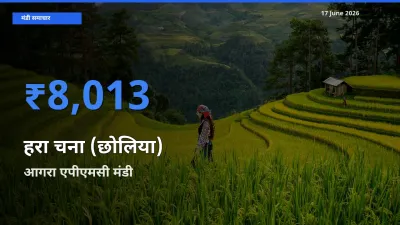 17 June अपडेट: हरा चना (छोलिया) के सबसे ऊँचे दाम आगरा एपीएमसी मंडी में