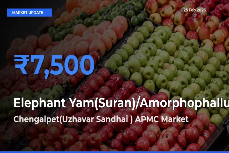 Farmers Prefer Chengalpet(Uzhavar Sandhai ) APMC as Elephant Yam(Suran)/Amorphophallus Hits Highest Rate