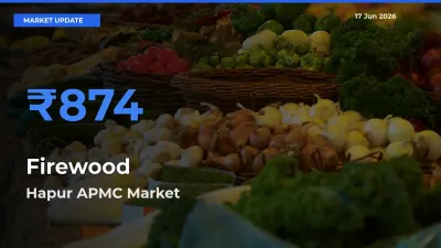 Hapur APMC Emerges as Top Mandi for Firewood Prices Today