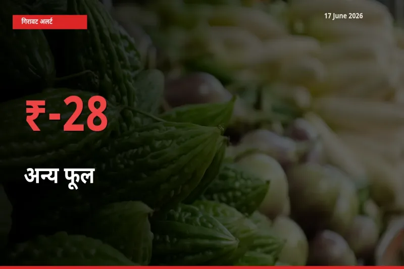 28.08% की गिरावट! मंडी में अन्य फूल के दाम अचानक टूटे