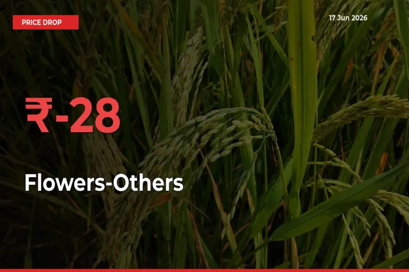 Flowers-Others Falls 28.08% at Mandis