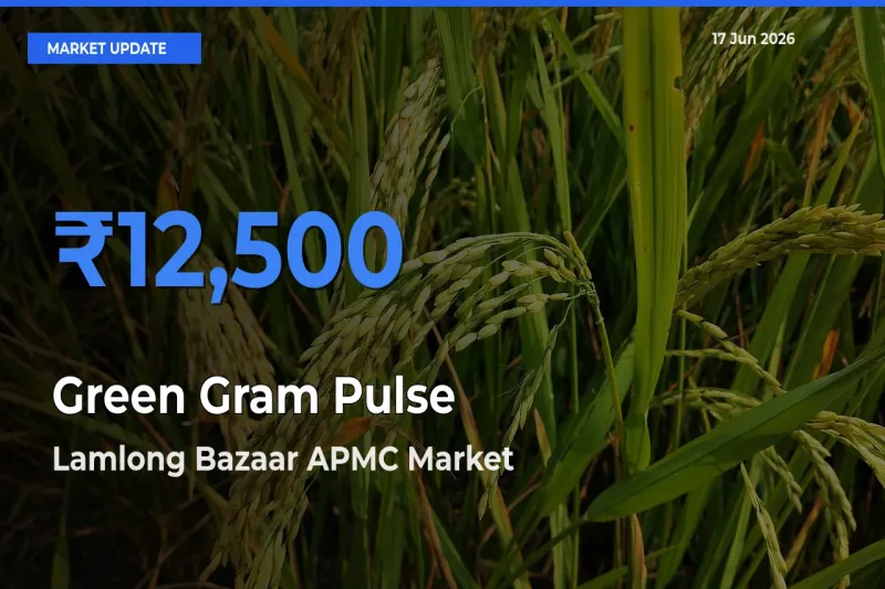 Lamlong Bazaar APMC Leads as Top Mandi for Green Gram Pulse Prices