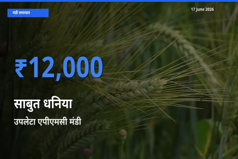 17 June अपडेट: साबुत धनिया के सबसे ऊँचे दाम उपलेटा एपीएमसी मंडी में