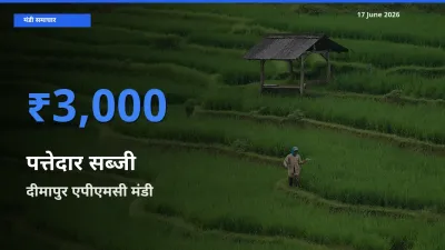17 June अपडेट: पत्तेदार सब्जी के सबसे ऊँचे दाम दीमापुर एपीएमसी मंडी में