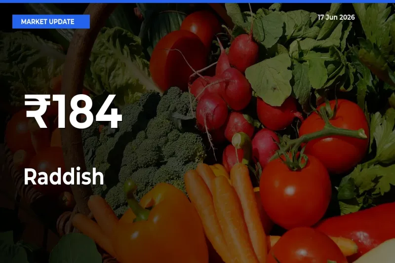 Multi-Mandi Trend Emerges as Raddish Prices Shift Across Key Markets