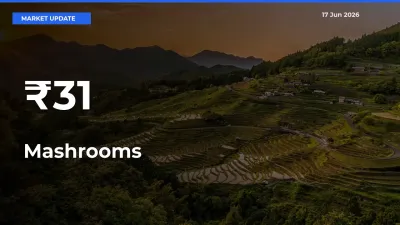 Mashrooms Shows Strong Mandi Trend – June 17 Market Update