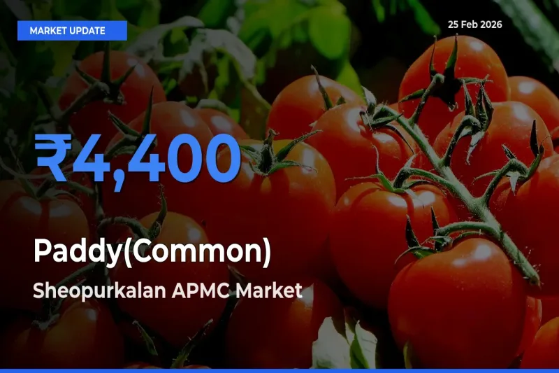 Sheopurkalan APMC Offers ₹4,400 – Highest Paddy(Common) Rate Today