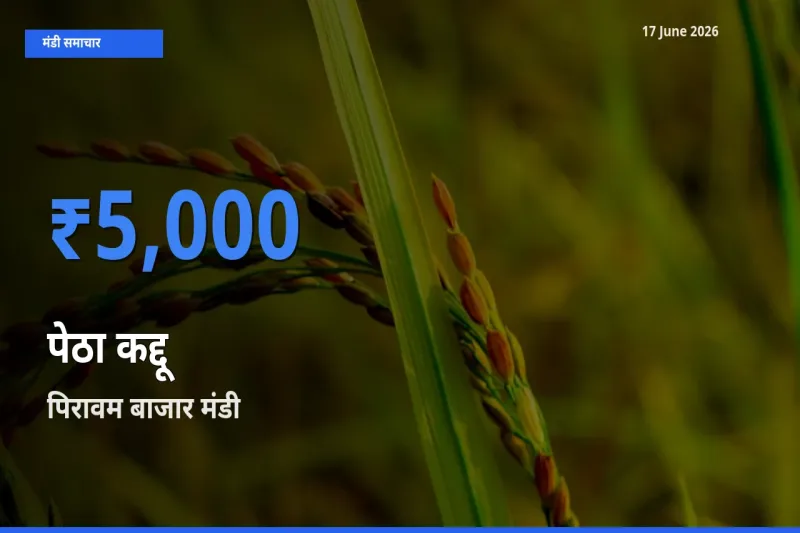 पिरावम बाजार मंडी में आज पेठा कद्दू के सबसे ऊँचे दाम दर्ज