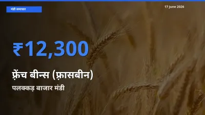 किसानों की पसंद बना पलक्कड़ बाजार, फ़्रेंच बीन्स (फ़्रासबीन) के सबसे अच्छे दाम