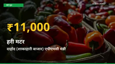 हरी मटर के भावों में जबरदस्त उछाल, दाहोद (शाकाहारी बाजार) एपीएमसी में नया उच्च स्तर