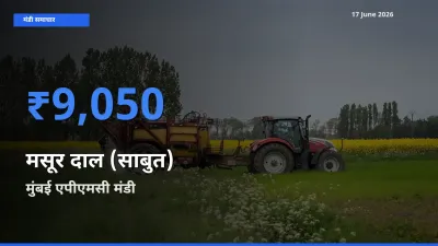 आज मसूर दाल (साबुत) के सबसे ऊँचे दाम ₹9,050 मुंबई एपीएमसी मंडी में