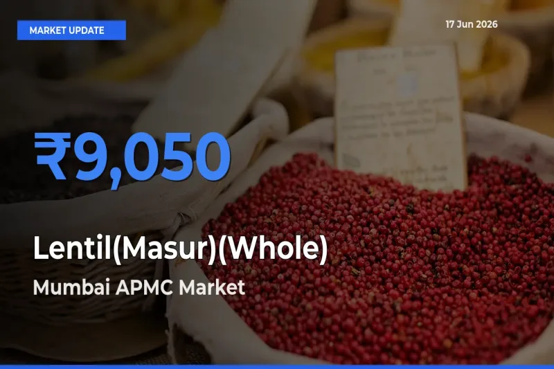 Mumbai APMC Offers ₹9,050 – Highest Lentil(Masur)(Whole) Rate Today