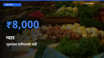 टॉप मंडी बना भुसावल एपीएमसी! ग्वार के सबसे ऊँचे दाम यहीं दर्ज