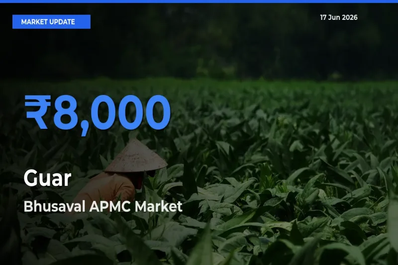 Bhusaval APMC Records Highest ₹8,000 Rate for Guar