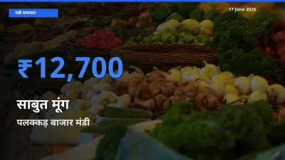 बाज़ार संकेत: पलक्कड़ बाजार बना साबुत मूंग के लिए आज की टॉप मंडी