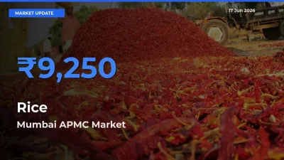 Mumbai APMC Leads as Top Mandi for Rice Prices
