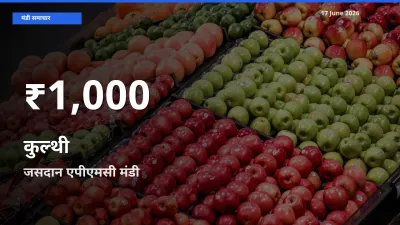 जसदान एपीएमसी में कुल्थी के दाम 30 दिन के न्यूनतम स्तर पर, आज का मंडी भाव देखें