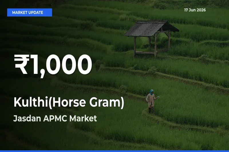 Farmers Concerned as Kulthi(Horse Gram) Hits 30-Day Low in Jasdan APMC