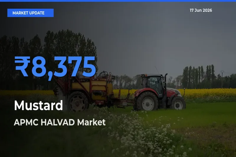 Farmers Prefer APMC HALVAD as Mustard Hits Highest Rate