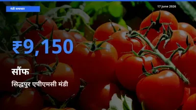 आज सौंफ के सबसे ज़्यादा दाम सिद्धपुर एपीएमसी मंडी में दर्ज