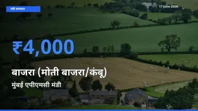 मुंबई एपीएमसी मंडी में आज बाजरा (मोती बाजरा/कंबू) के सबसे ऊँचे दाम दर्ज