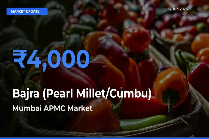 Market Watch: Mumbai APMC Becomes Top Mandi for Bajra (Pearl Millet/Cumbu)