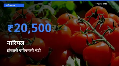 आज नारियल के सबसे ऊँचे दाम ₹20,500 होन्नाली एपीएमसी मंडी में