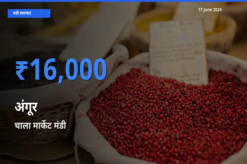 बाज़ार संकेत: चाला मार्केट बना अंगूर के लिए आज की टॉप मंडी