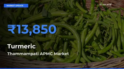 Thammampati APMC Emerges as Top Mandi for Turmeric Prices Today