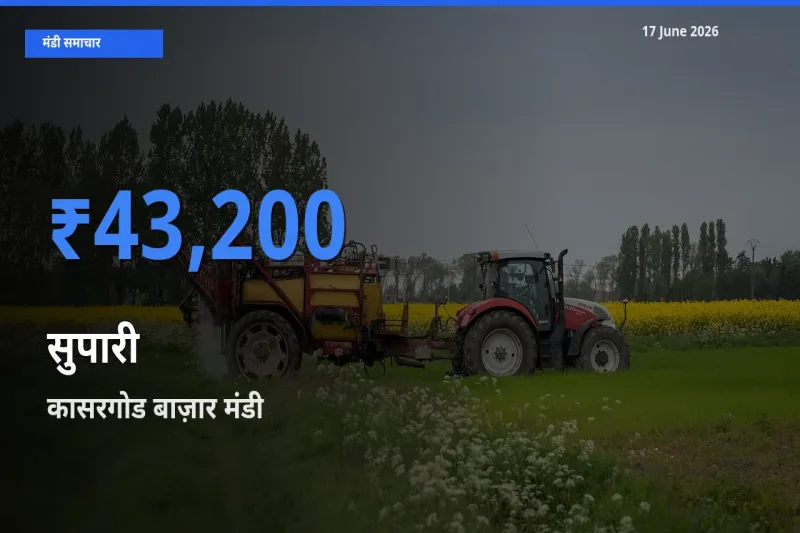 टॉप मंडी बना कासरगोड बाज़ार! सुपारी के सबसे ऊँचे दाम यहीं दर्ज