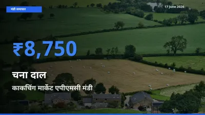 आज चना दाल के सबसे ज़्यादा दाम काकचिंग मार्केट एपीएमसी मंडी में दर्ज