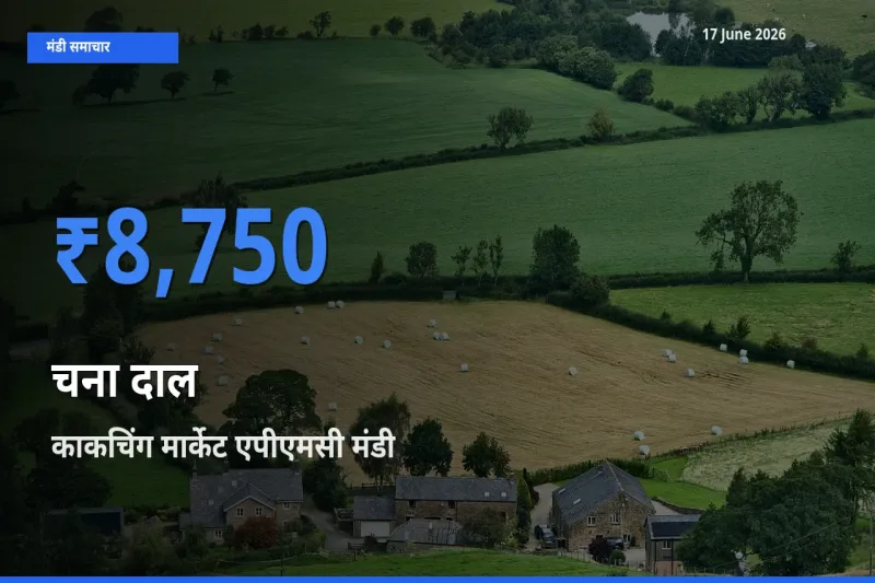 आज चना दाल के सबसे ज़्यादा दाम काकचिंग मार्केट एपीएमसी मंडी में दर्ज