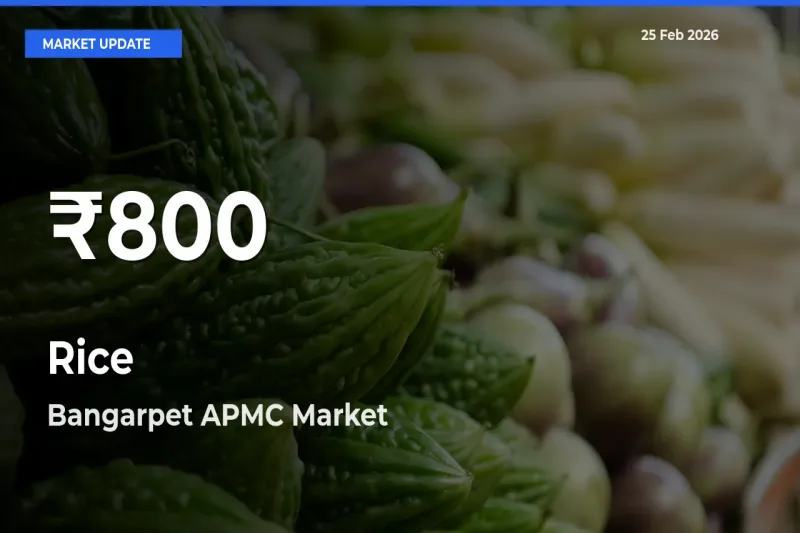 Big Drop! Rice Slides to 30-Day Low at Bangarpet APMC