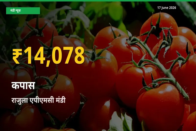 रिकॉर्ड तेज़ी! राजुला एपीएमसी में कपास ₹14,078 पर पहुँचा
