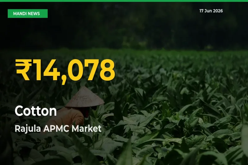 Cotton Price Hits New High in Rajula APMC Today – Check Latest Mandi Rates