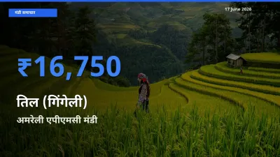 आज का मंडी भाव: तिल (गिंगेली) के सबसे ज़्यादा दाम अमरेली एपीएमसी में