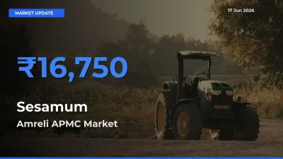 Amreli APMC Emerges as Top Mandi for Sesamum Prices Today