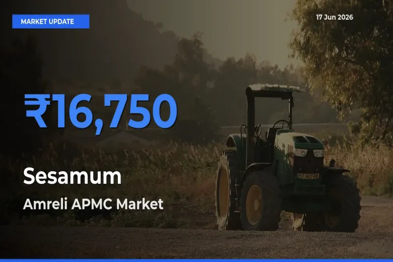 Amreli APMC Emerges as Top Mandi for Sesamum Prices Today