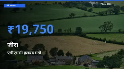एपीएमसी हलवद मंडी में जीरा ₹19,750 पर पहुँचा – आज का सर्वोच्च भाव