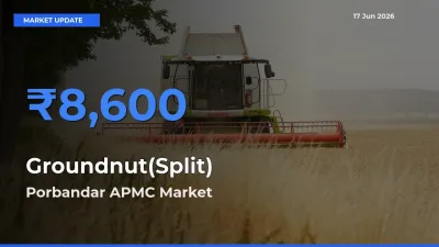 Groundnut(Split) Mandi Rate Today: Porbandar APMC Tops the List