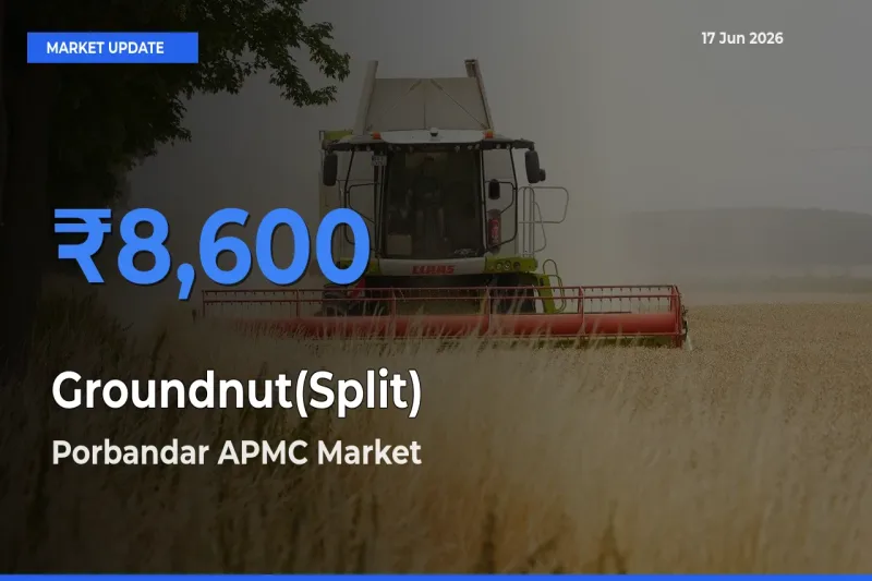 Groundnut(Split) Mandi Rate Today: Porbandar APMC Tops the List