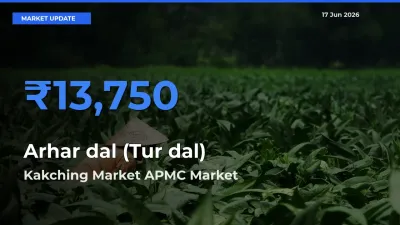 Market Watch: Kakching Market APMC Becomes Top Mandi for Arhar dal (Tur dal)