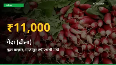 30 दिनों में सबसे ऊँचे स्तर पर गेंदा (ढीला) के दाम, फूल बाज़ार, ग़ाज़ीपुर एपीएमसी में उछाल