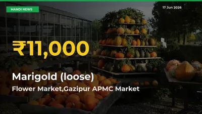 Marigold (loose) Price Hits New High in Flower Market,Gazipur APMC Today – Check Latest Mandi Rates