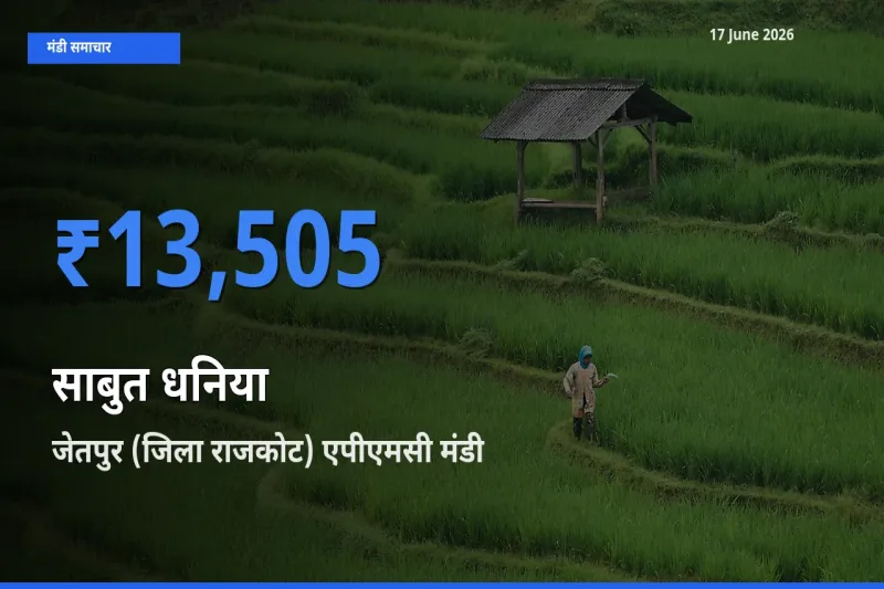 17 June अपडेट: साबुत धनिया के सबसे ऊँचे दाम जेतपुर (जिला राजकोट) एपीएमसी मंडी में
