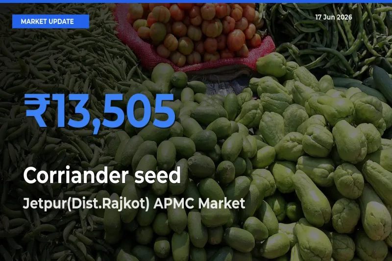 Jetpur(Dist.Rajkot) APMC Leads as Top Mandi for Corriander seed Prices